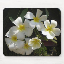 Flores del Plumeria (Frangipani) Alfombrillas De Ratón