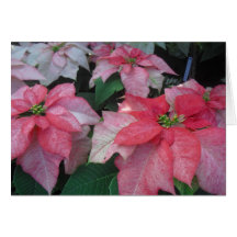 Flores del Poinsettia Felicitación