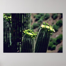 Flores del ramo del cactus del Saguaro Impresiones