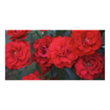 Flores del rosa rojo - fotografía de la flor tarjetas fotográficas personalizadas
