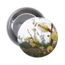 Flores del sauce de gatito pin