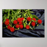 Flores del trébol rojo en las flores azules de la  posters