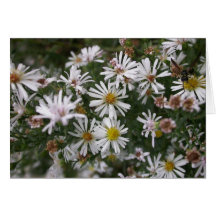 flores del verano - aster felicitacion 