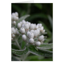 Flores del verano - eterno nacarado con rocío felicitacion 