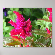 Flores del verano impresiones