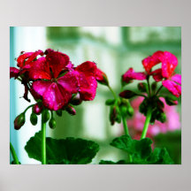 Flores después de la lluvia poster