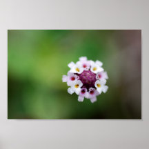 FLORES EN FLOR POSTER
