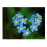 Flores en forma de corazón de la nomeolvides postales