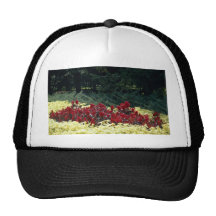 Flores en la entrada del jardín botánico, Quebe Gorras