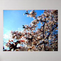 Flores en luz del sol impresiones