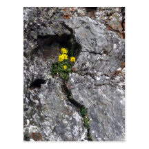 Flores en roca tarjeta postal
