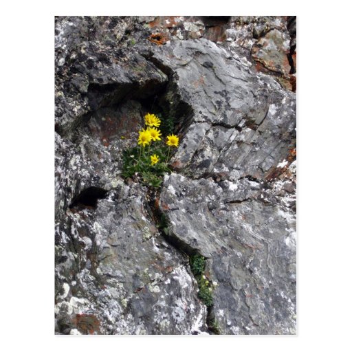 Flores en roca tarjeta postal