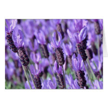Flores españolas de la púrpura de la lavanda tarjetón