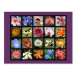 Flores exóticas de alrededor del mundo postal