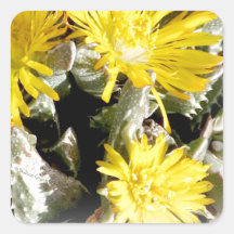 Flores florecientes del cactus amarillo colcomania cuadrada