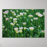 Flores florecientes poster