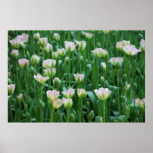Flores florecientes poster