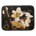 flores organizadores