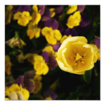 Flores Fotos