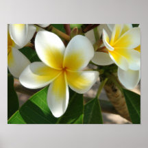 Flores hawaianas exóticas impresiones
