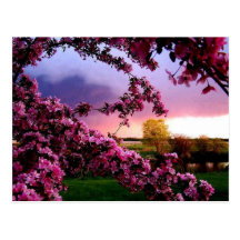 flores hermosas, árbol tarjetas postales