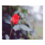 flores hermosas arte fotográfico