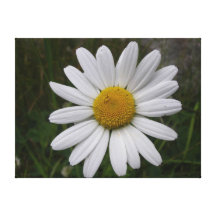 Flores Impresiones De Lienzo
