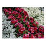 Flores mezcladas en cama de flor tarjetas postales