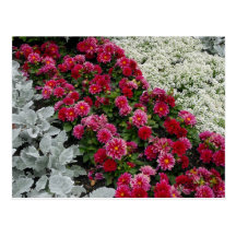 Flores mezcladas en cama de flor tarjetas postales