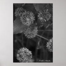 Flores mullidas poster