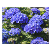 flores impresión fotográfica