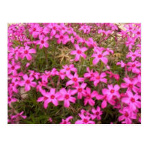 FLORES POSTAL