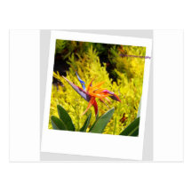 Flores Postales