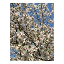 flores posters