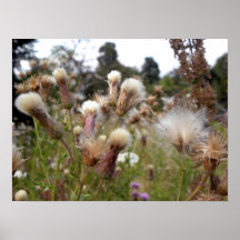 Flores Posters
