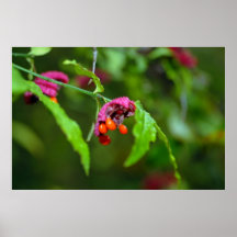 Flores Poster