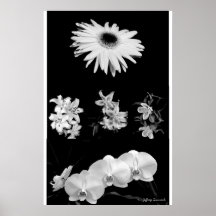 Flores Posters