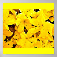 Flores Poster-Flor-Pintadas 17