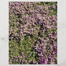 Flores púrpuras bonitas en la cubierta de tierra tarjetas informativas
