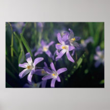Flores púrpuras con las flores blancas de los cent posters