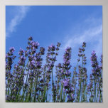 Flores púrpuras contra el cielo impresiones