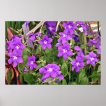 Flores púrpuras de las flores poster