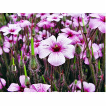 Flores púrpuras esculturas fotográficas