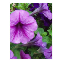 flores púrpuras postal