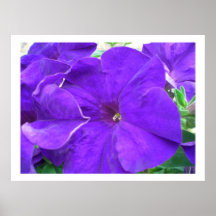 Flores púrpuras posters