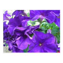 Flores púrpuras tarjetas postales