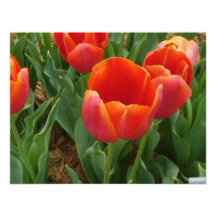 Flores rojas anuncios  