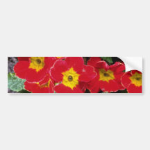 Flores rojas de los primulas del escarlata pegatina de parachoque