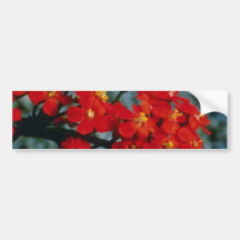 Flores rojas del penacho de escarlata de Fulgens d Etiqueta De Parachoque