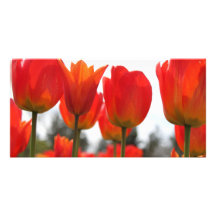 Flores rojas hermosas del tulipán tarjeta fotografica  